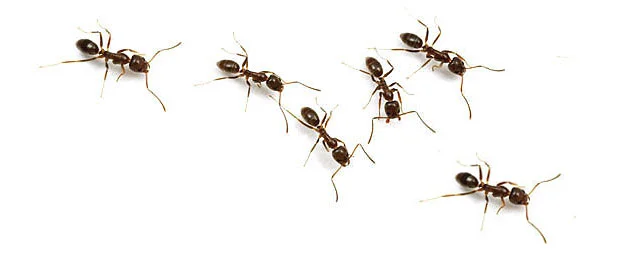 HEATHER VS. THE ANTS