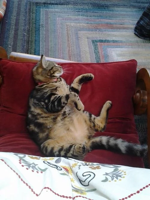 HAPPINESS IS A FAT CAT