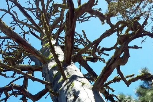 SAM'S TREE