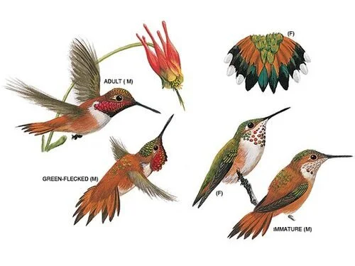 HUMMINGBIRDS IN WINTER