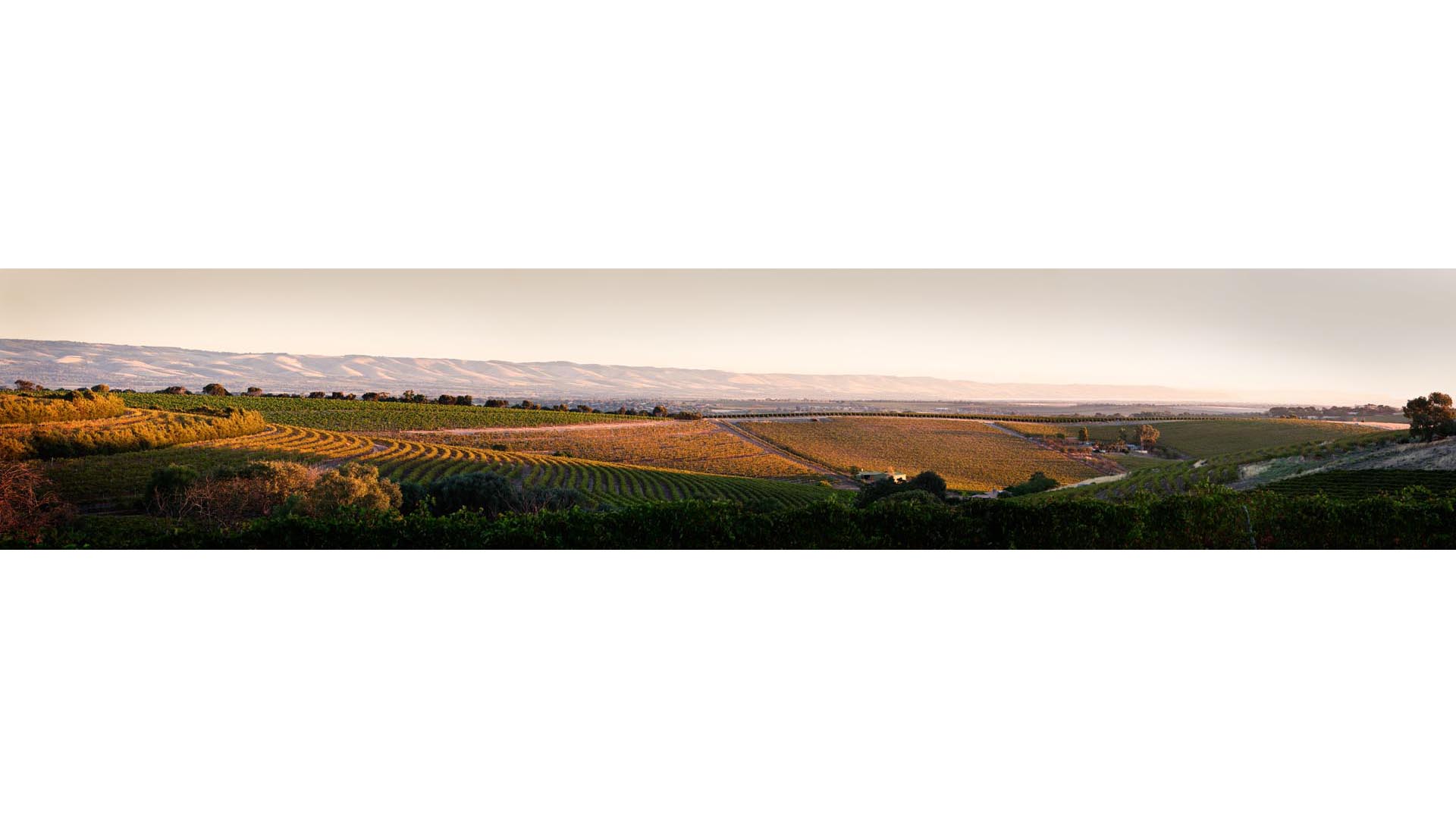 commercial advertising mclaren vale vineyard sunset panorama landscape photography sam roberts photography photographer
