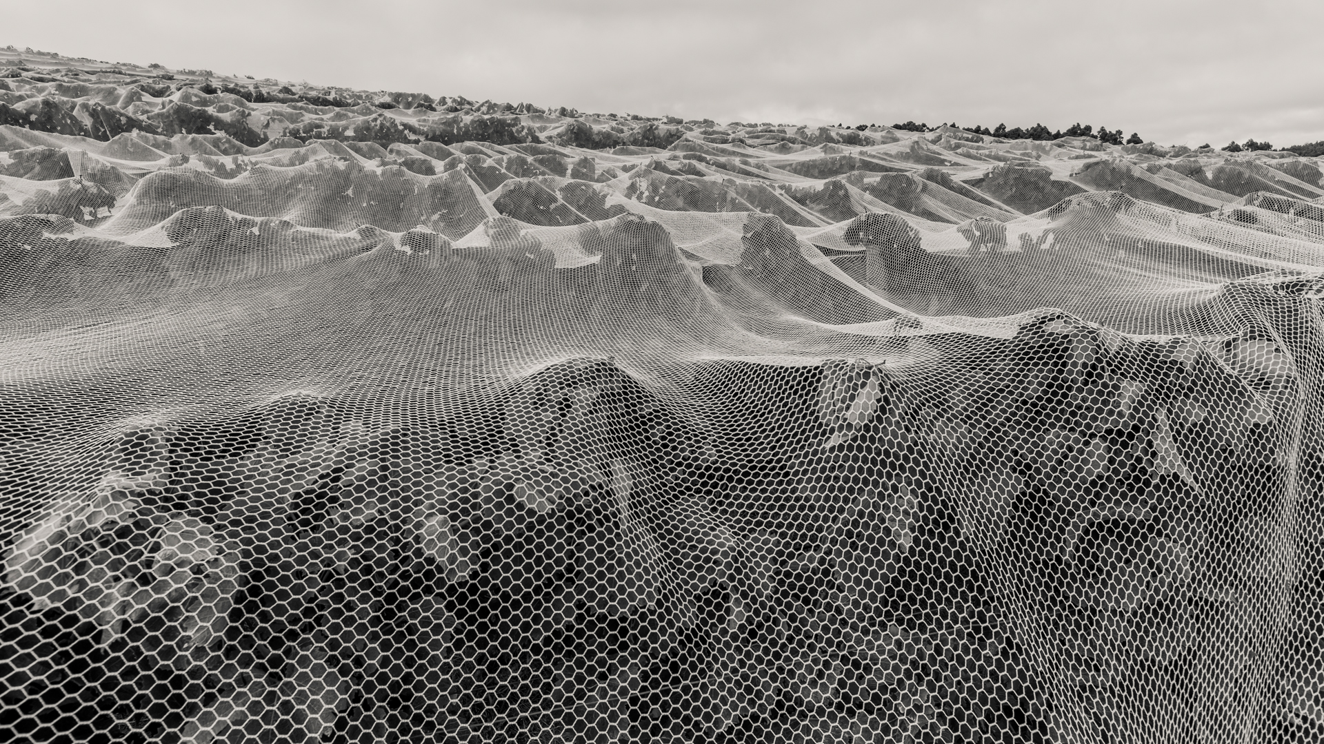 commercial advertising karrawatta adelaide hills vineyard photography sam roberts photography photographer