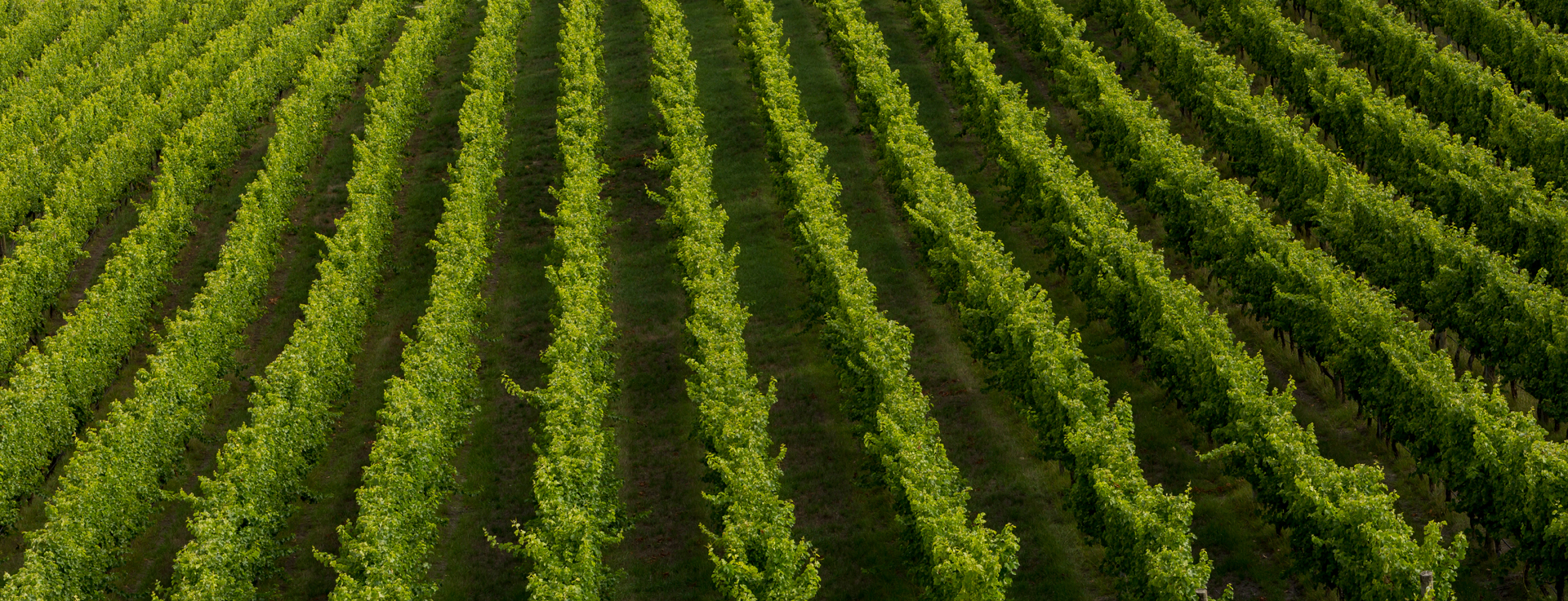 commercial advertising karrawatta adelaide hills vineyard photography sam roberts photography photographer