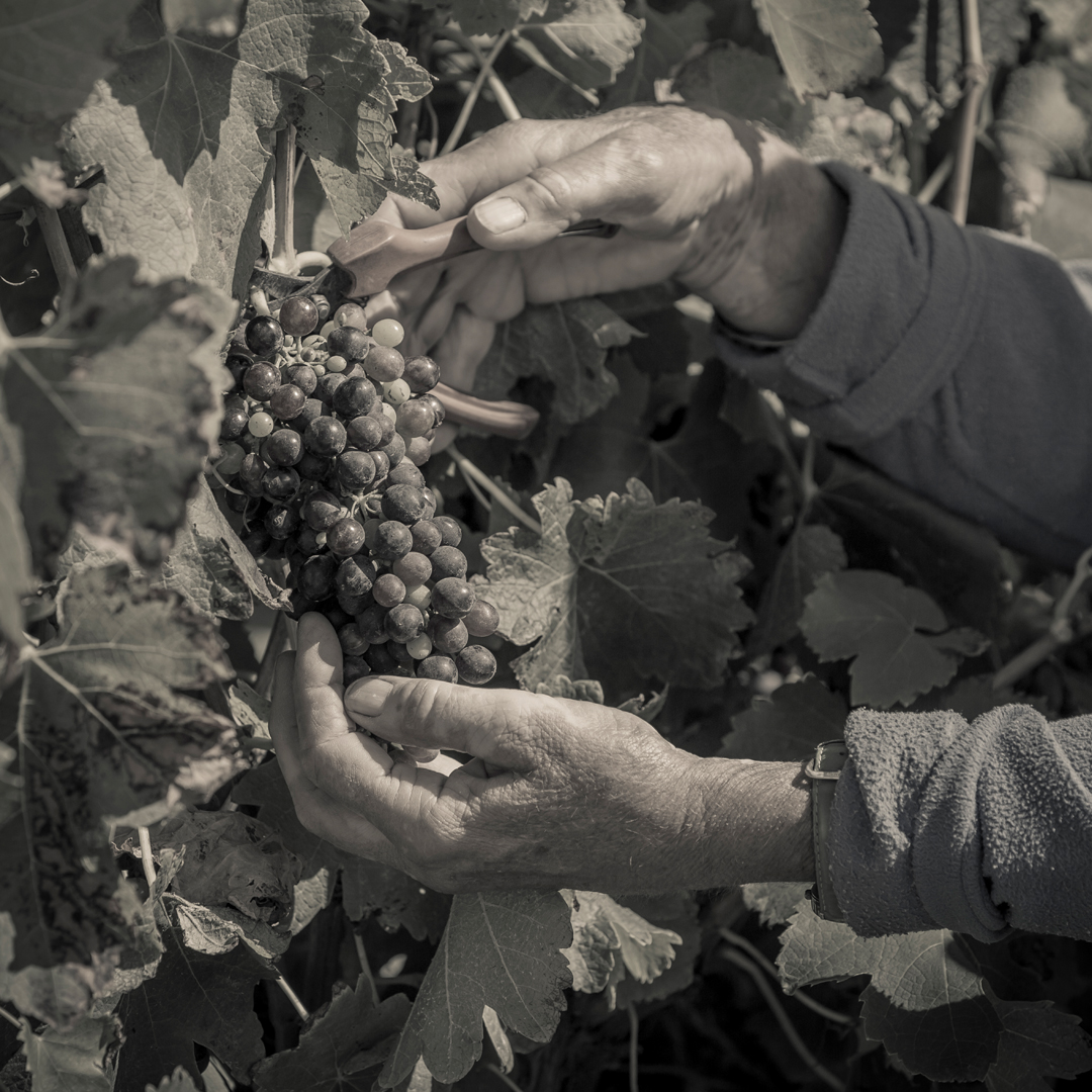 commercial advertising karrawatta adelaide hills grape vine vineyard photography sam roberts photography photographer
