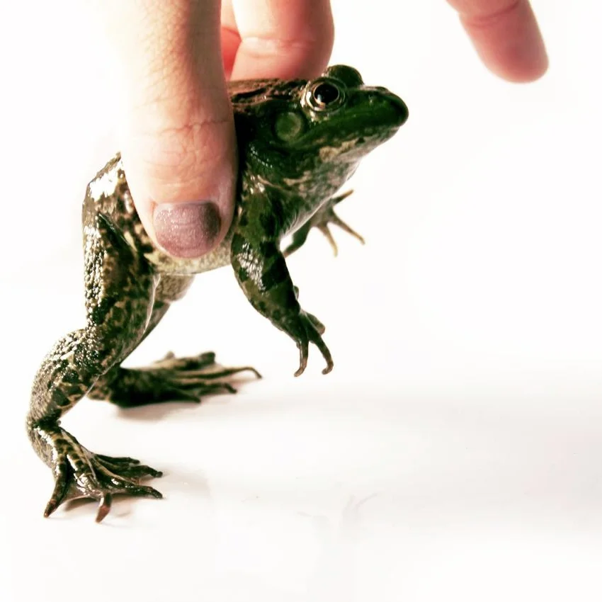 My photoshoot with the charming Chiricahua leopard frog. 