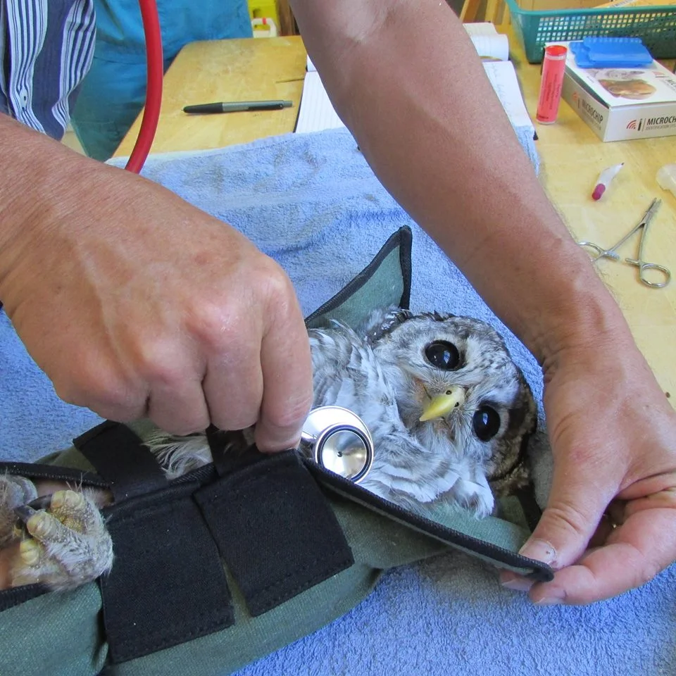 NSOs are competing for territory and sometimes breed with the much more adaptable Barred owl, so this species is a part of the program's studies as well. Here, a Barred owl gets a gentle check-up. 