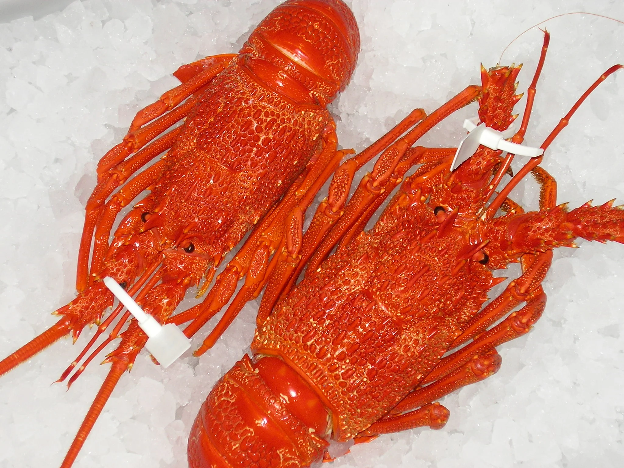 Crayfish_6.jpg