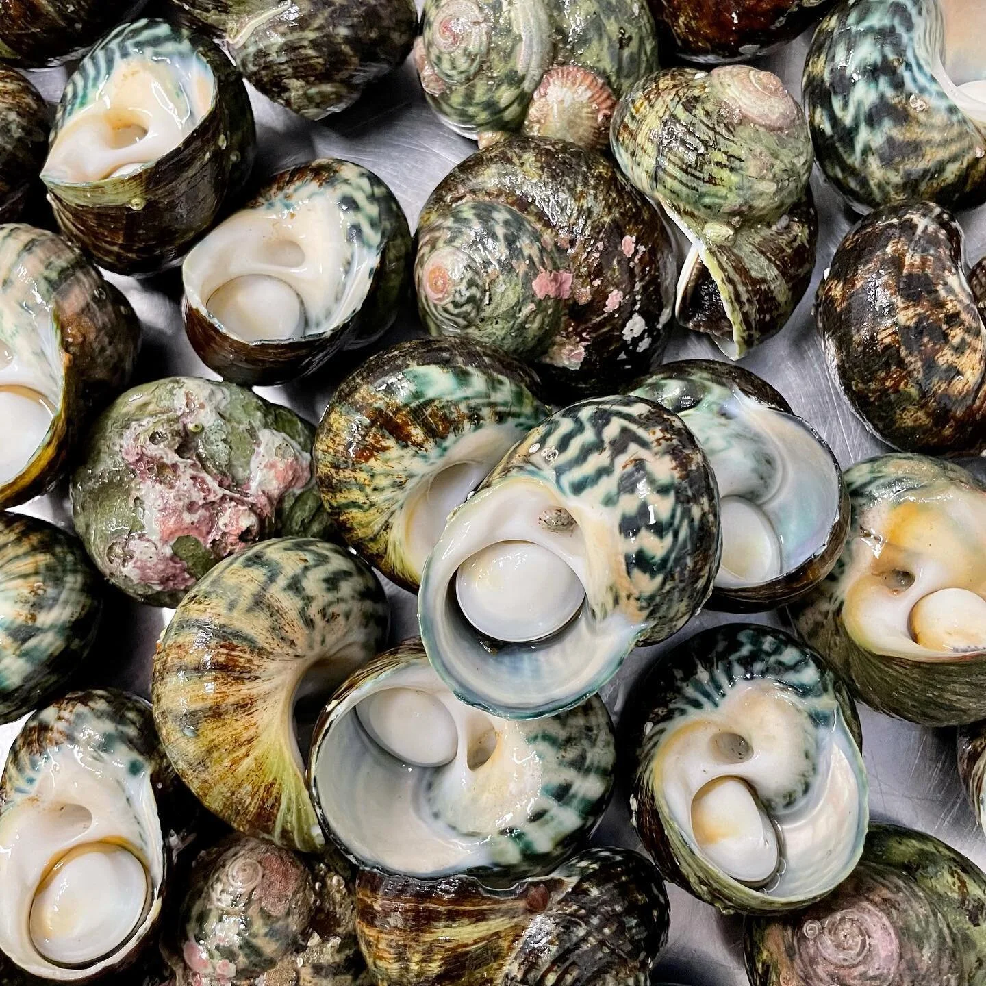 Periwinkles Kyeema Seafoods Periwinkles Kyeema Seafoods