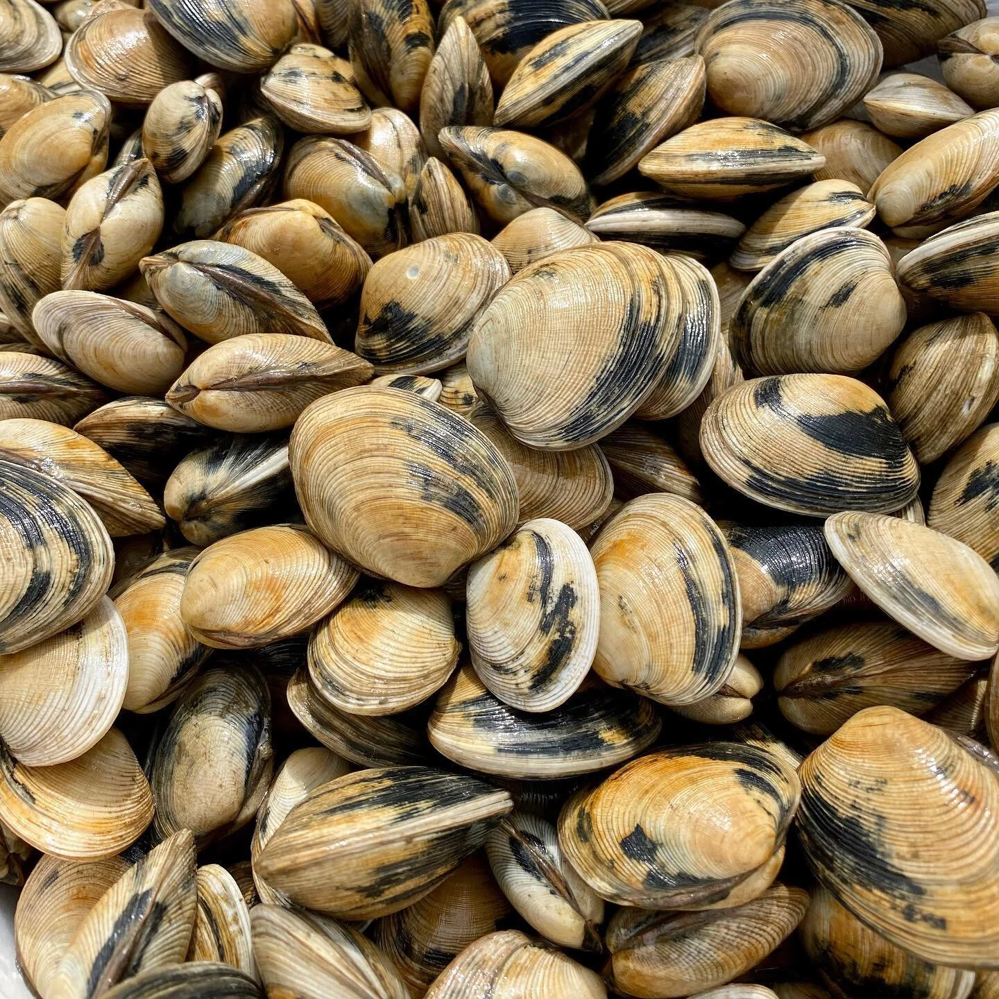 clams fresh.jpg