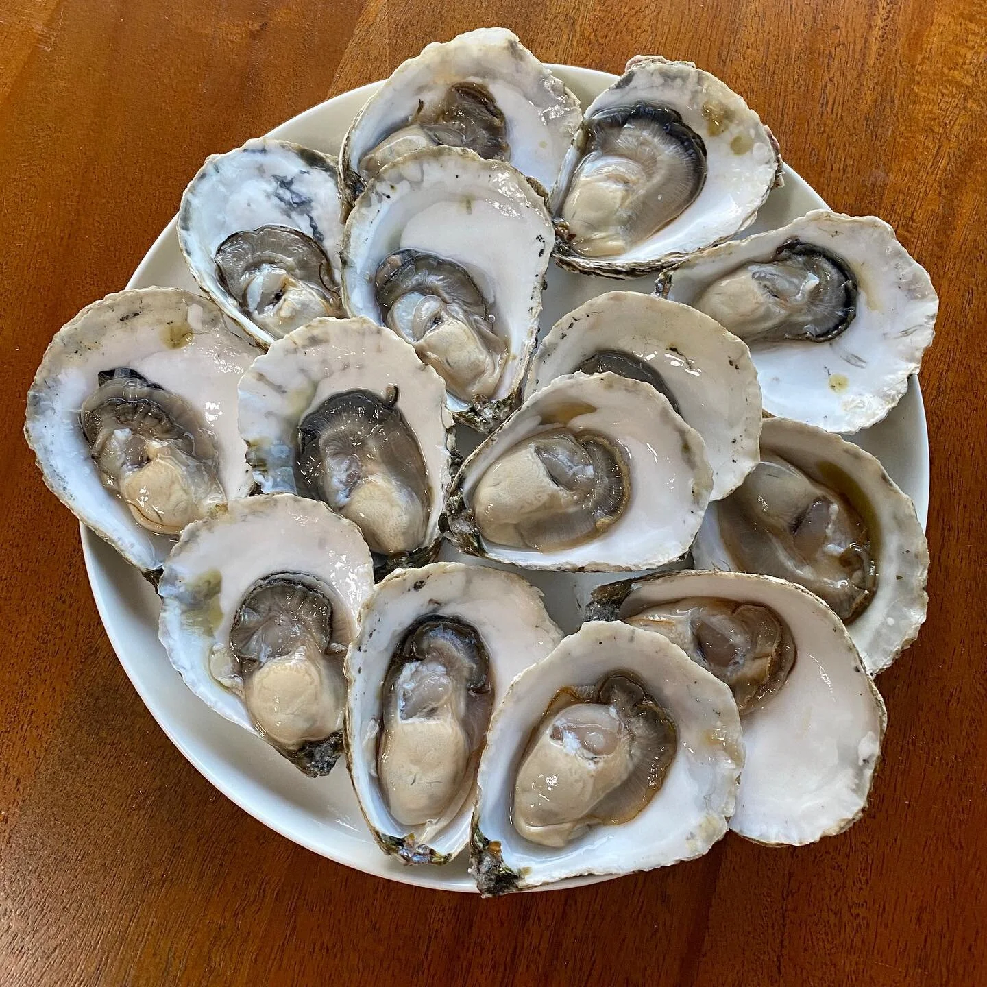 oysters — Kyeema Seafoods