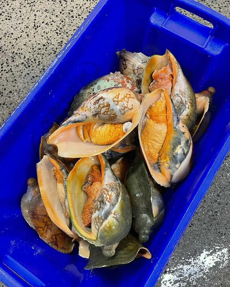 Bailer Shells.jpg