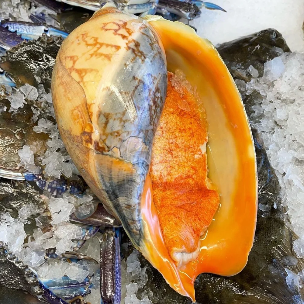 Shell Fish — Kyeema Seafoods