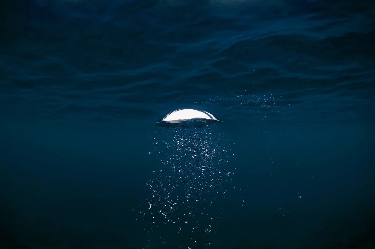 MorganMaassen_Other - 2.jpeg