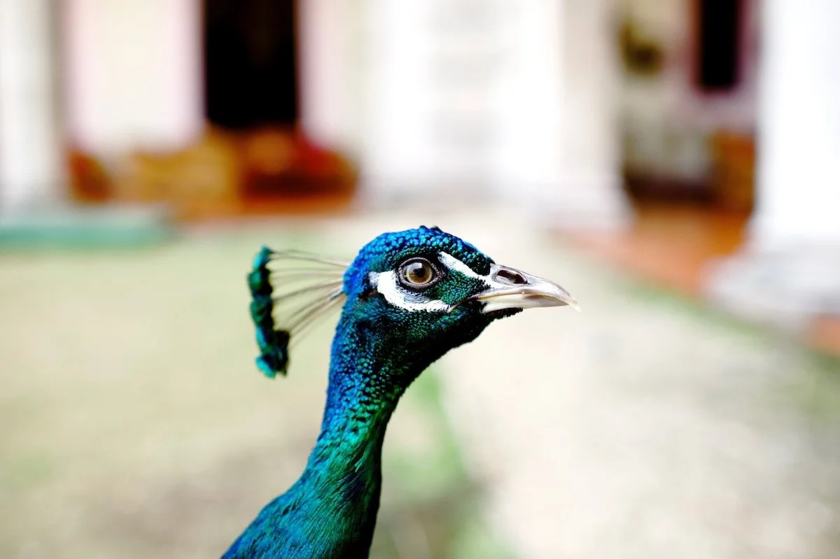 MorganMaassen_Other - 29.jpeg