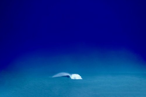 PRINTS — MORGAN MAASSEN