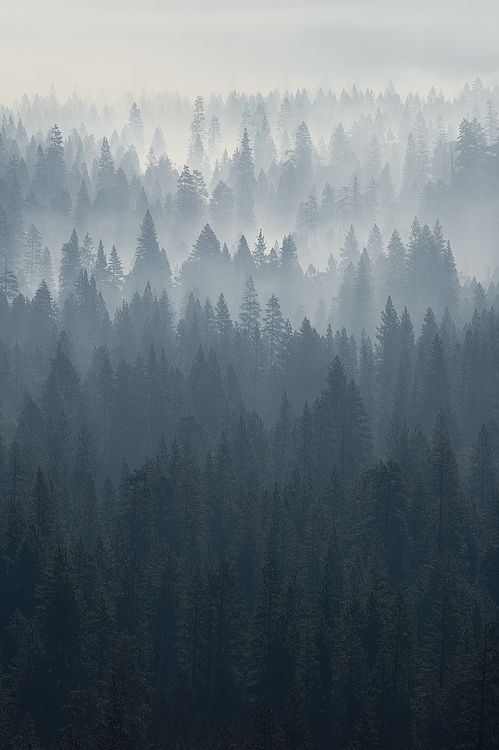 Misty Woods