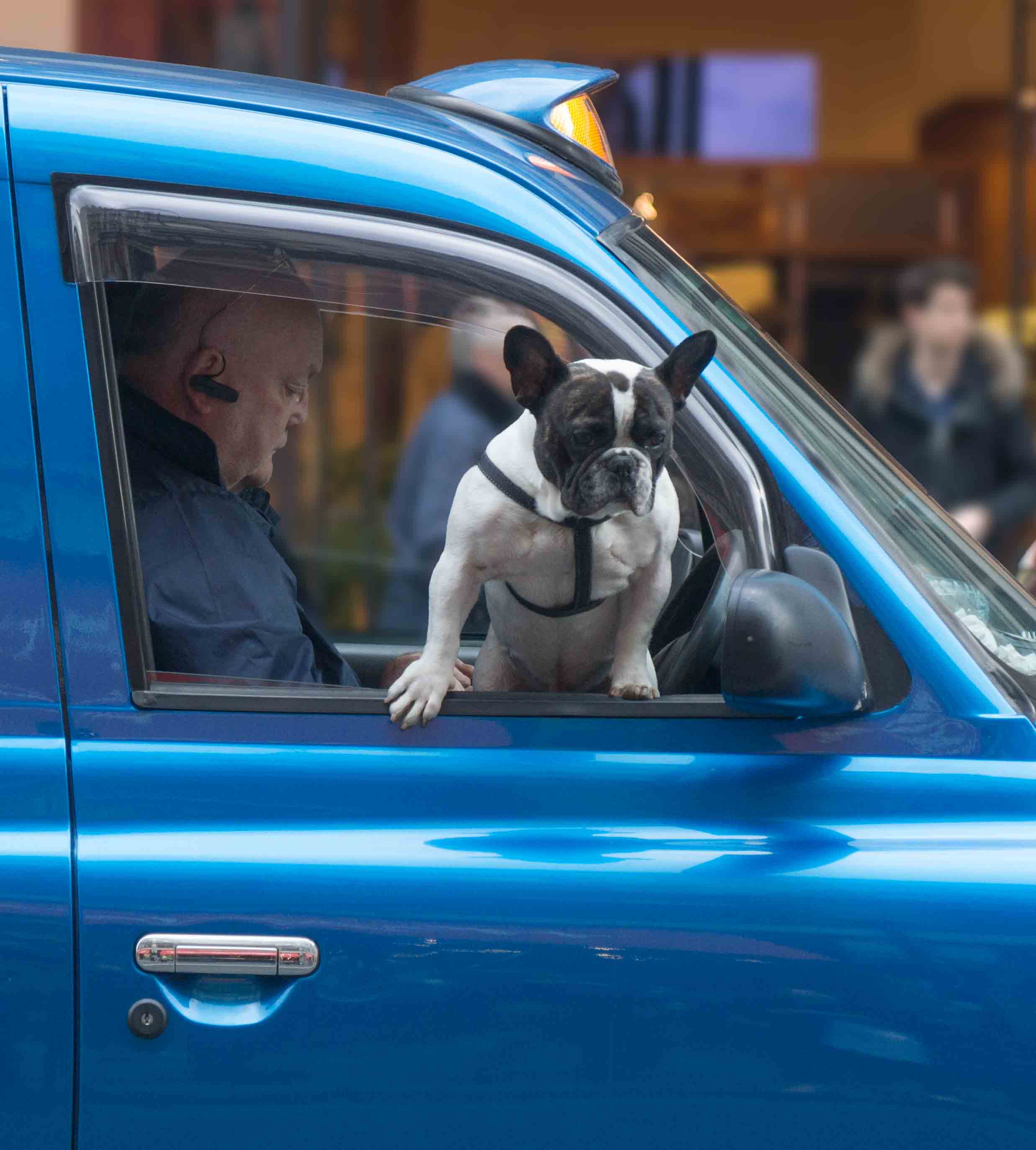 taxi dog 2-6.jpg