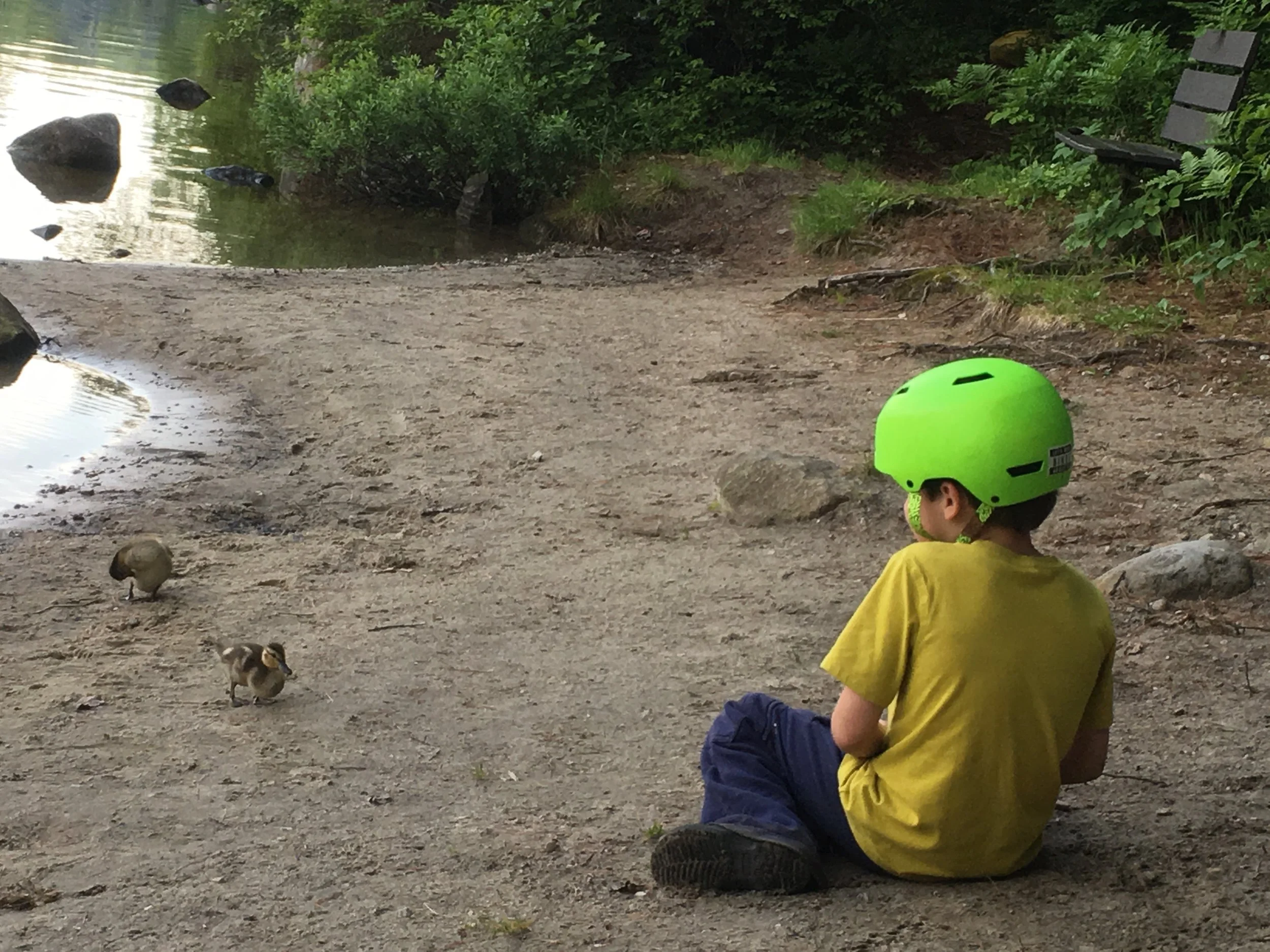 Ducklings at Ricker. 