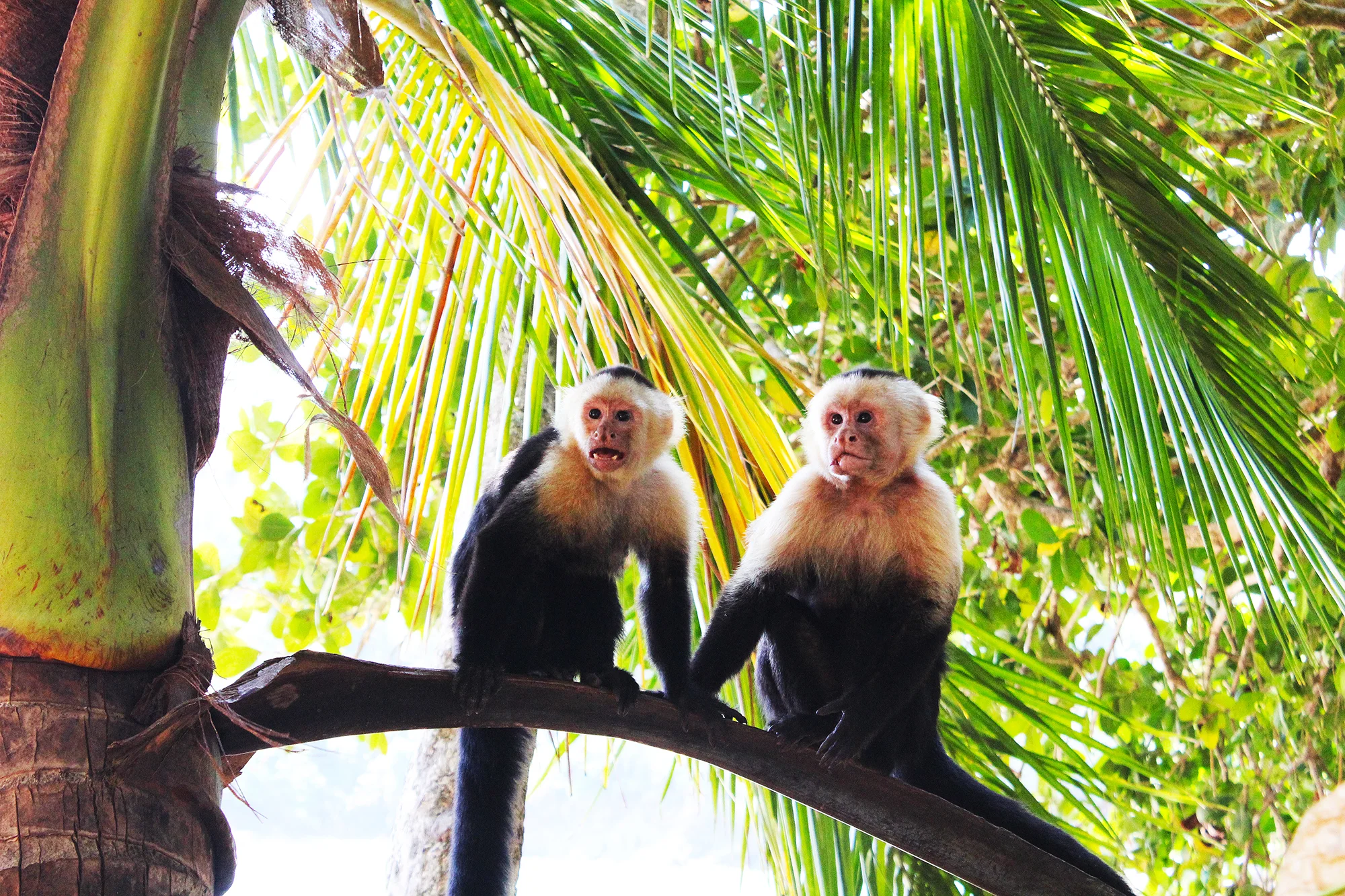 Monkeying around in Manuel Antonio, Costa Rica.