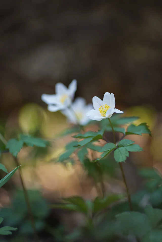 kronvallspixlar_180508_makro_anemone_01.jpg