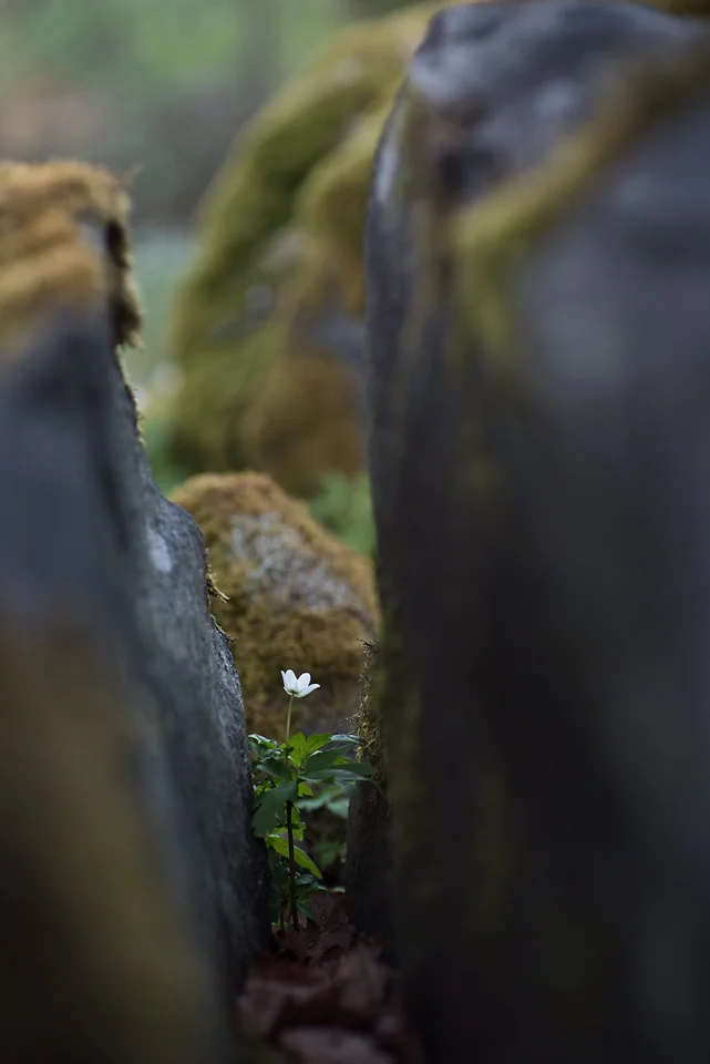 kronvallspixlar_180508_makro_anemone_04.jpg