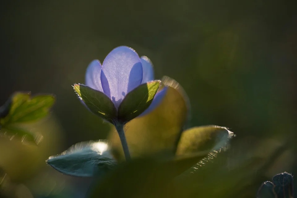 kronvallspixlar_180508_makro_anemone_07.jpg