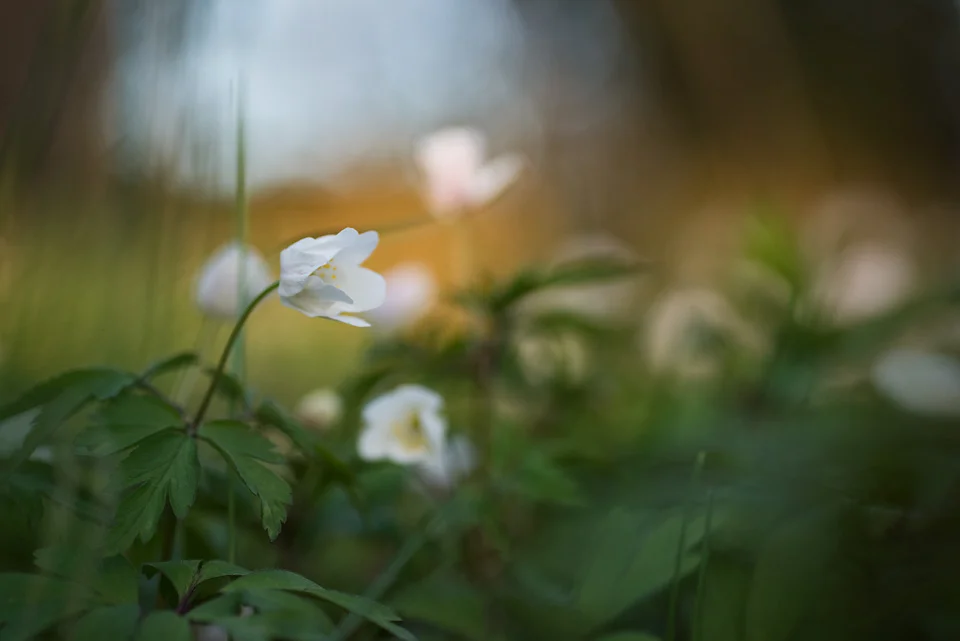 kronvallspixlar_180508_makro_anemone_08.jpg