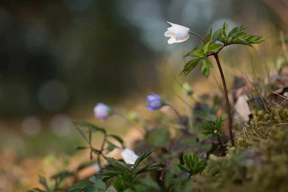 kronvallspixlar_180508_makro_anemone_10.jpg