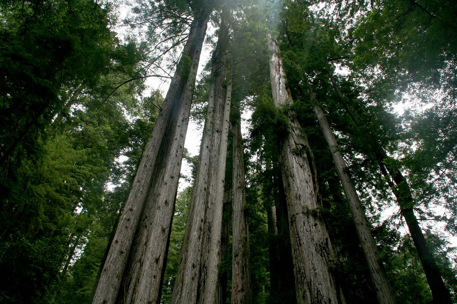 // Redwoods National Park, California