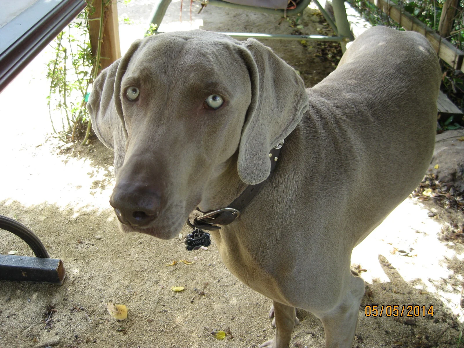 And I made a lunch friend! Hi Jager.