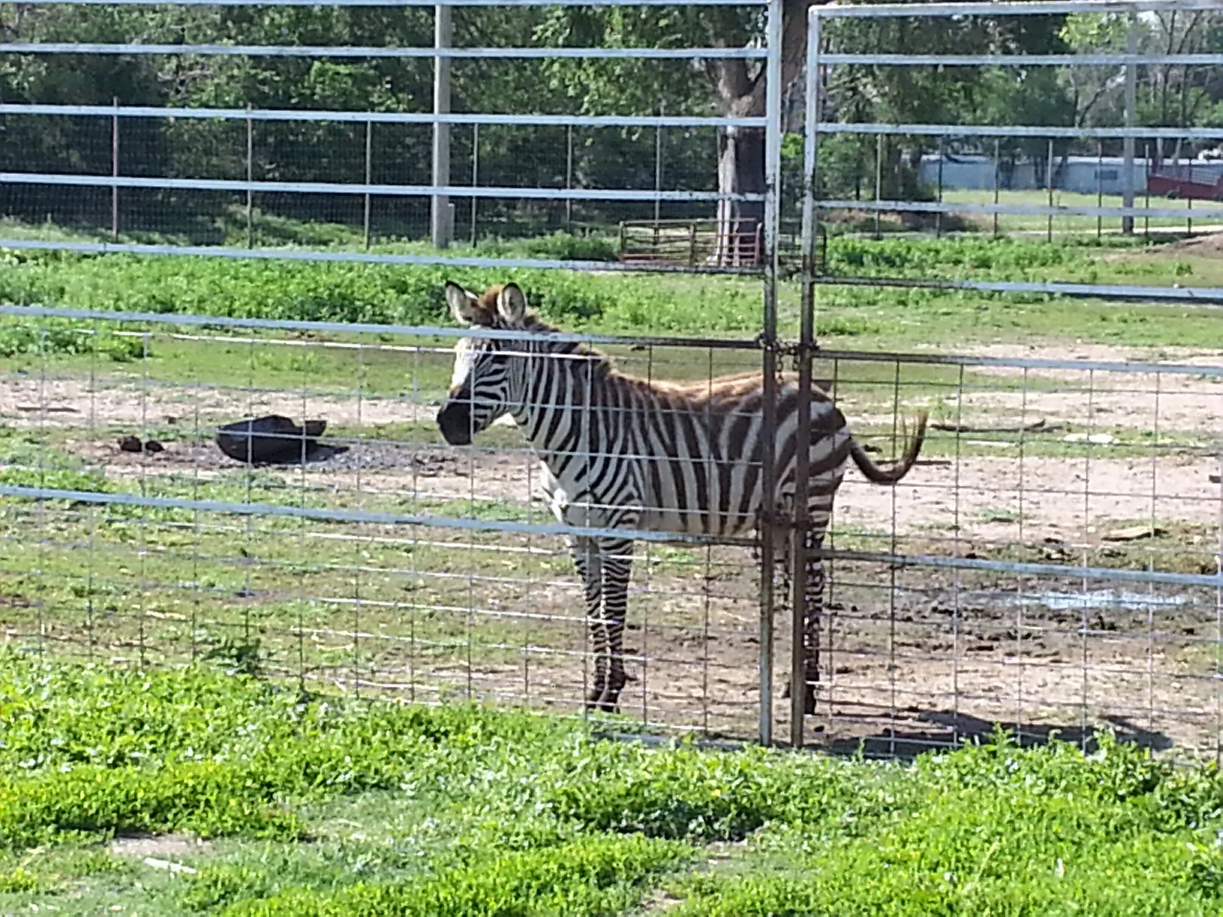 An exotic petting zoo in Nickerson, KS. But no good restrooms in the city park...