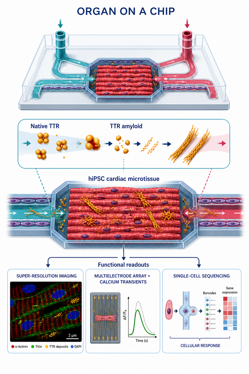 Enlarged organ-on-a-chip model of TTR amyloid exposure in hiPSC-derived cardiac microtissue