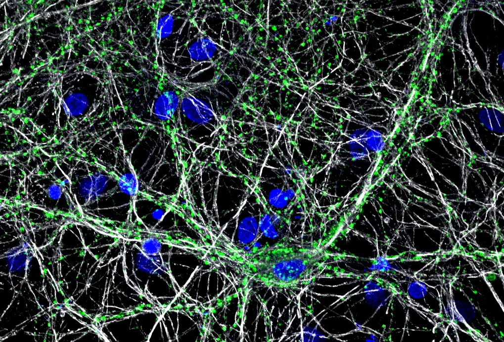 VGAT vesicular transporter in human induced pluriopotent stem cell derived neurons