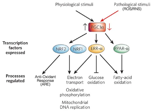 PGC1-A function.jpg