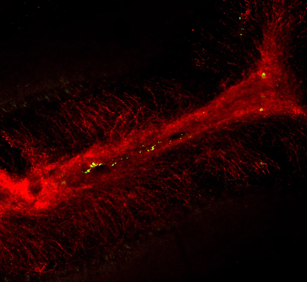 GFP Expressing OPCs (Green) transplanted into living cerebellar slices functionally incorporate into the myelin tract (Red)