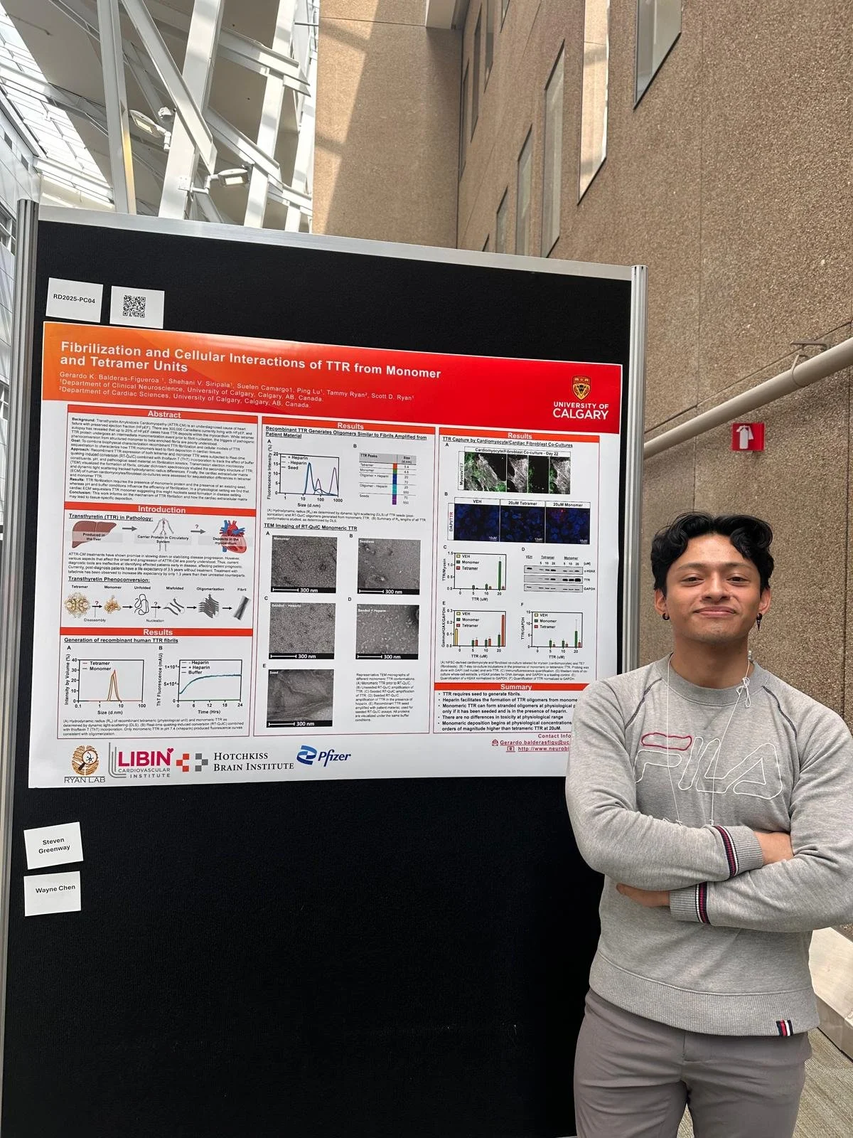 Gerardo's Poster: Fibrilization and Cellular Interactions of TTR from Monomer and Tetramer Units