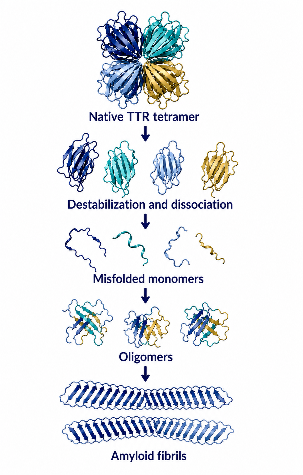TTR destabilization and amyloid fibril formation