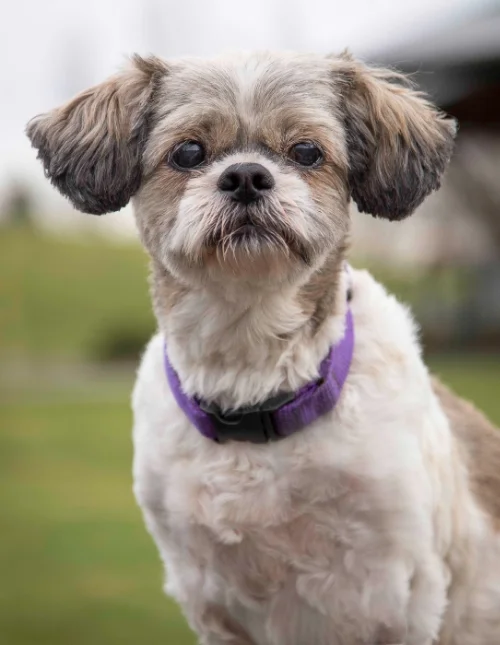 Ahh, much nicer! I am at eye level with Maggie, and the background is out of focus. It looks like she's staring into my soul! (But I think she's just thinking about the treats in my pocket!).