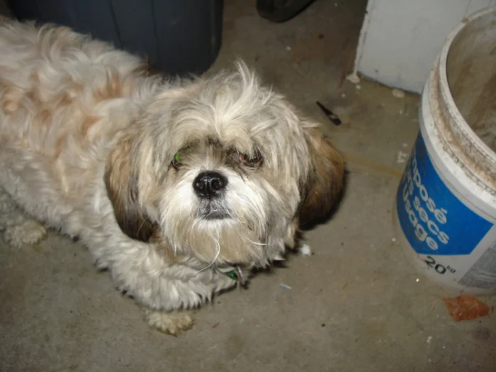Maggie needs a haircut, but that's beside the point! The ugly surroundings and the angle of view are not very flattering. We can do better!