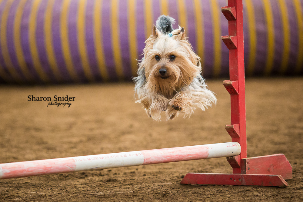 courtenay dog agility-5610.jpg