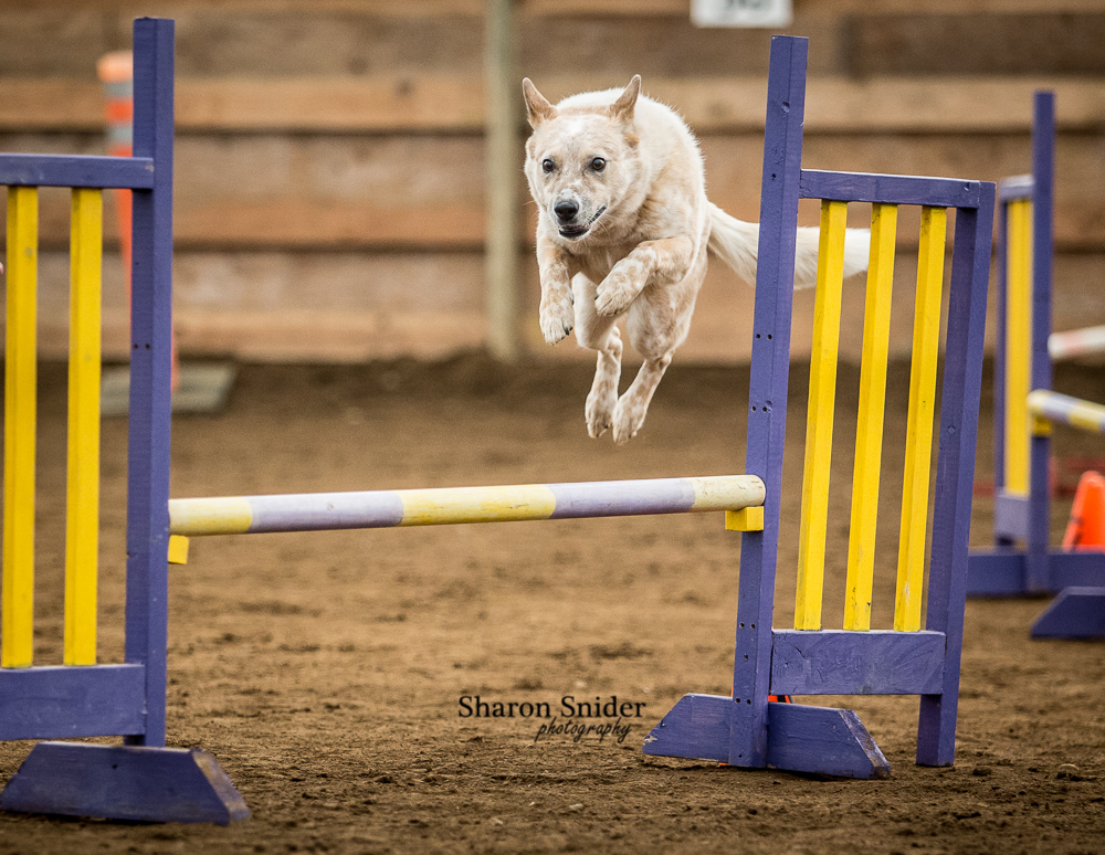 courtenay dog agility-5658.jpg