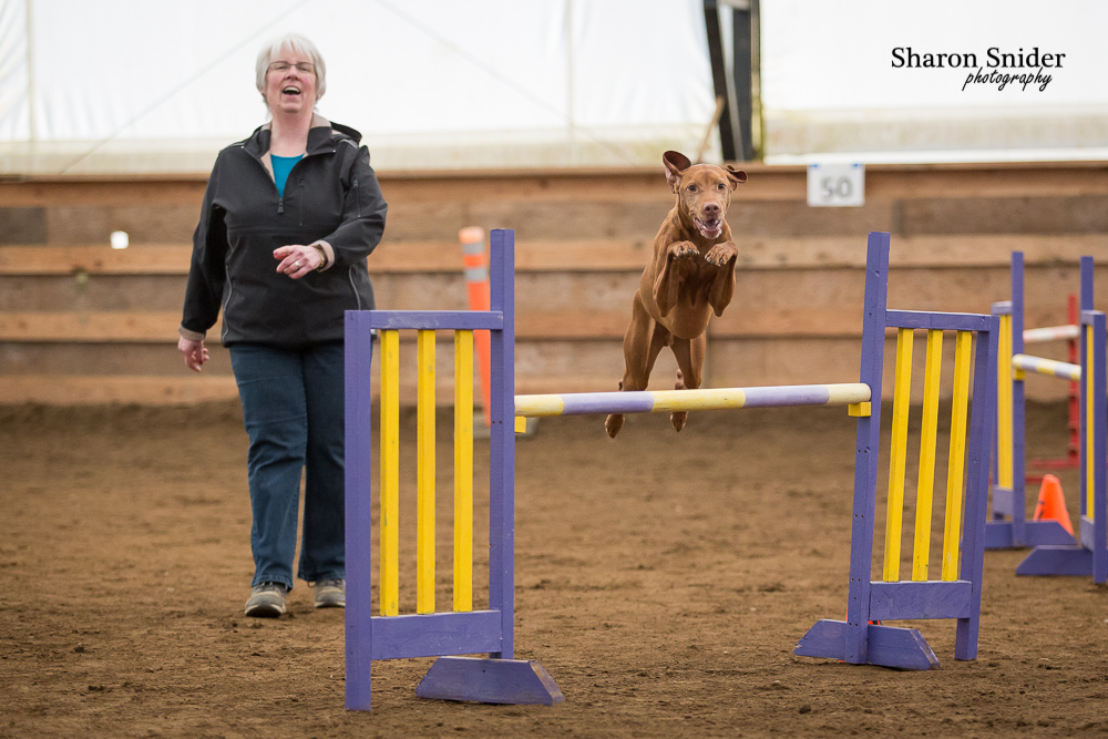 courtenay dog agility-5713.jpg