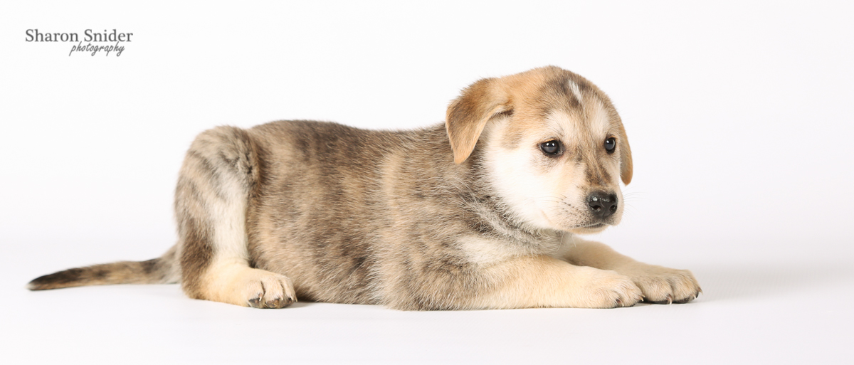 comox spca-6069.jpg