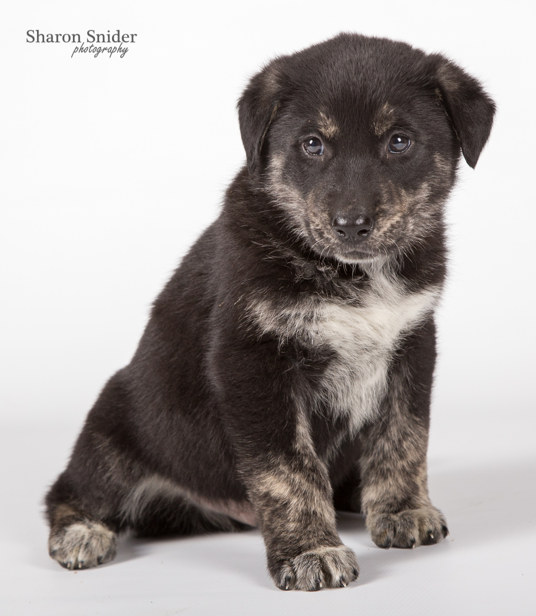 comox spca-6072.jpg