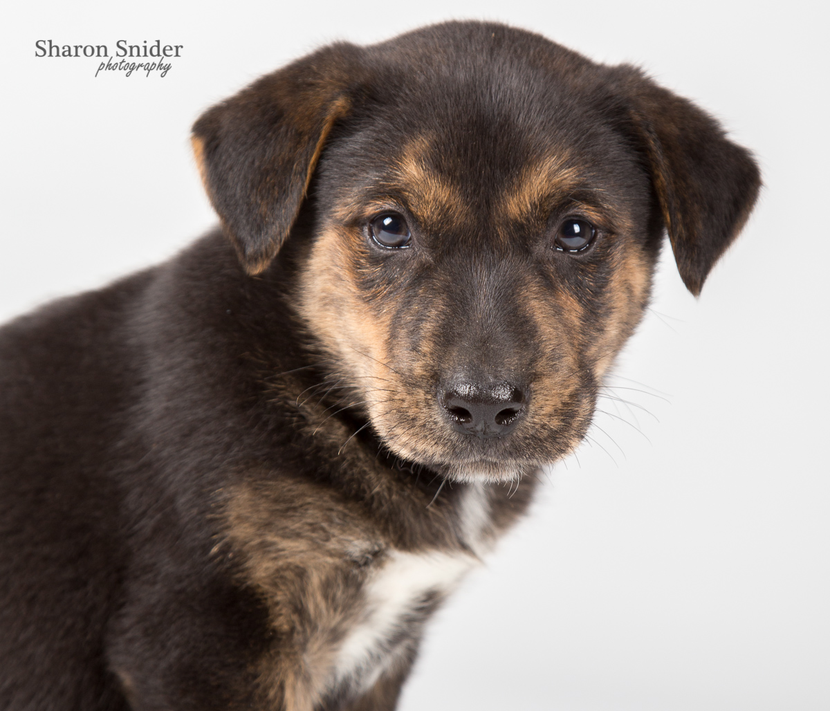 comox spca-6082.jpg