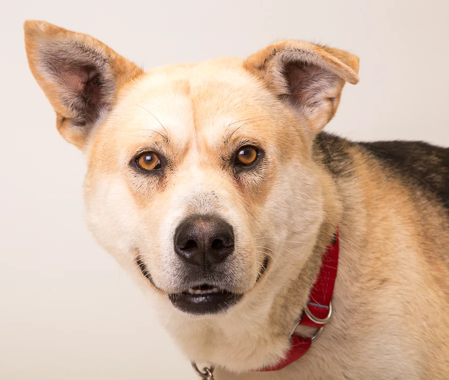 This guy had tons of personality and 1 floppy ear which made him even cuter.