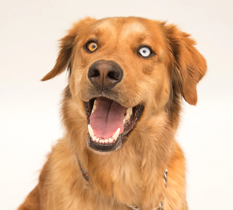 Look at those eyes!