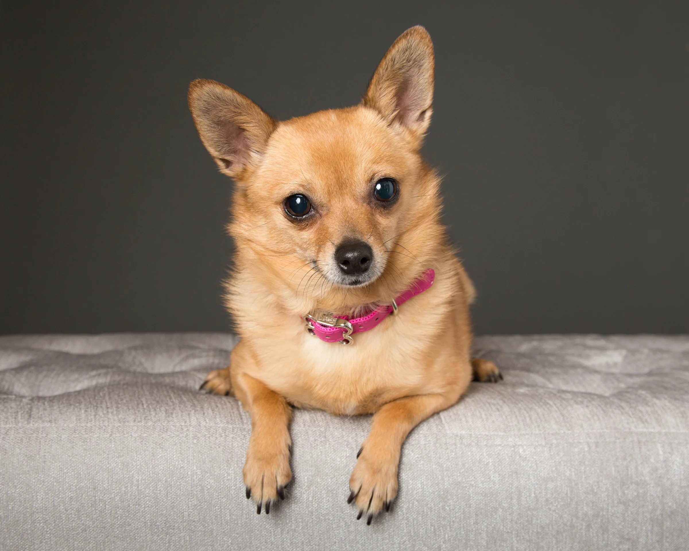 chihuahua that looks like a fox