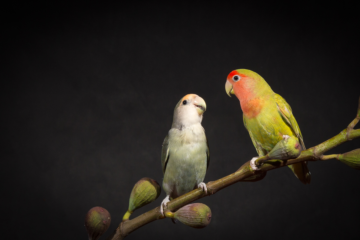 Lovebirds