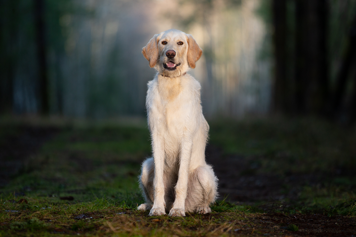 Labradoodle dog sitting in the forest